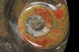 Round Fossil Goniatite Dish #77690-1